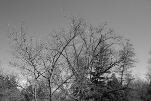 100_0068