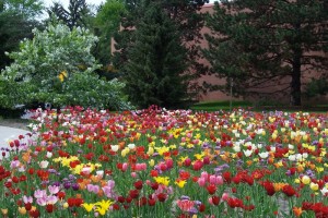 Dow_Gardens_0431