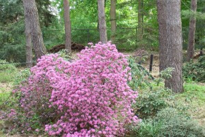 Dow_Gardens_0432