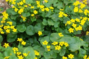 Dow_Gardens_0433
