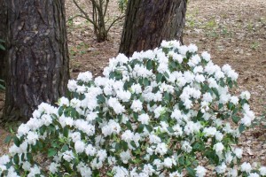 Dow_Gardens_0434