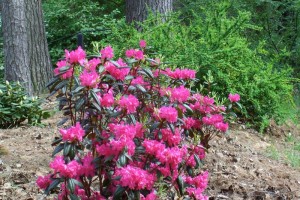 Dow_Gardens_0435