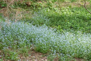 Dow_Gardens_0436