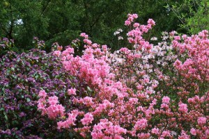 Dow_Gardens_0438