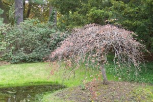 Dow_Gardens_0439