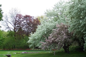 Dow_Gardens_0440