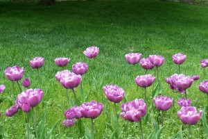 Dow_Gardens_0443