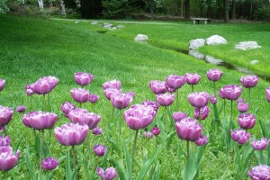 Dow_Gardens_0444