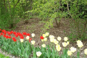 Dow_Gardens_0446