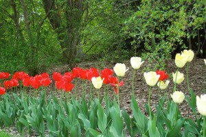 Dow_Gardens_0447
