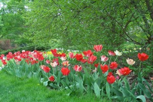 Dow_Gardens_0448