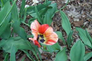 Dow_Gardens_0449