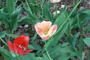Dow_Gardens_0450