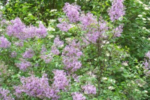Dow_Gardens_0452