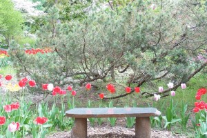 Dow_Gardens_0453