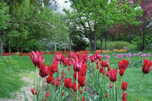 Dow_Gardens_0454