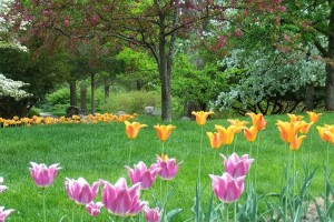 Dow_Gardens_0455