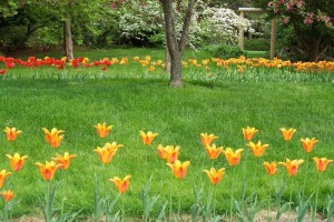 Dow_Gardens_0456