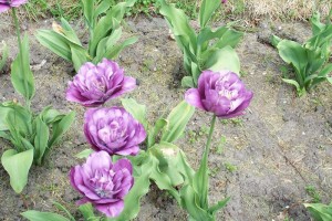 Dow_Gardens_0457