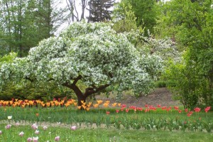 Dow_Gardens_0460