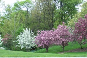 Dow_Gardens_0462