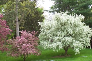 Dow_Gardens_0463