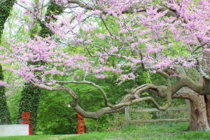 Dow_Gardens_0464