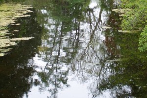 Dow_Gardens_0465