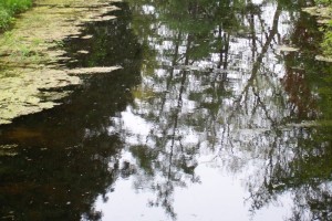 Dow_Gardens_0466