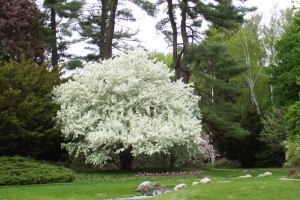 Dow_Gardens_0470