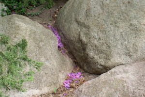Dow_Gardens_0475
