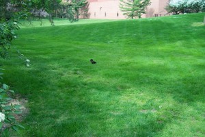 Dow_Gardens_0476