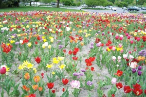 Dow_Gardens_0477