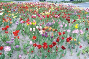 Dow_Gardens_0478