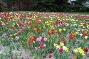 Dow_Gardens_0479