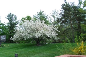 Dow_Gardens_0480