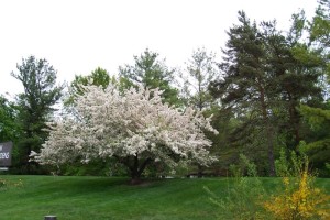 Dow_Gardens_0481