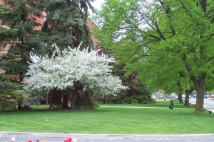 Dow_Gardens_0482