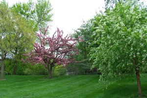 Dow_Gardens_0483