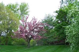 Dow_Gardens_0484