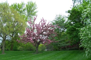 Dow_Gardens_0485