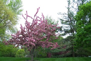 Dow_Gardens_0486